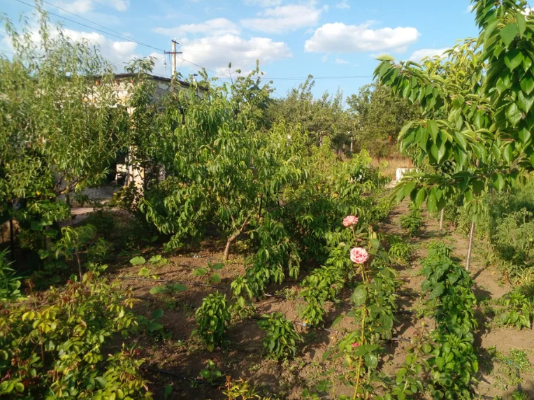 Продам дачу на берегу Аджалыкского лимана (Новодофиновские дачи) Нова Дофінівка - фото 13