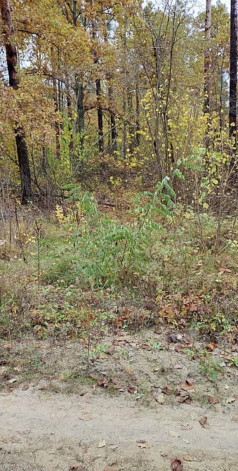 Продаж земельної ділянки 10 соток на Новогуйвинське Житомир - фото 3