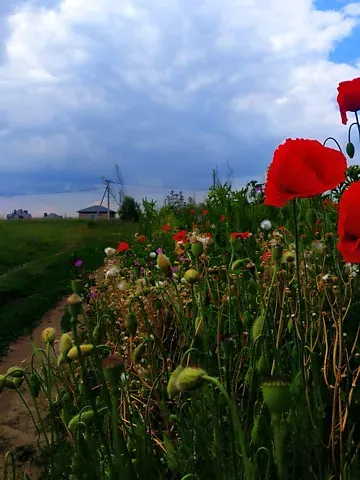 Продажа земельного участка  площадь 6 сот вул. В'ячеслава Чорновола  - изображение 4