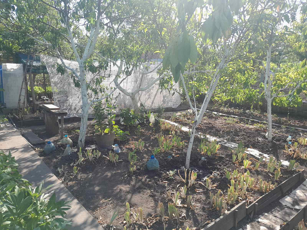 Продам дачу в с.Христиновка возле Хаджибеевского лимана Єгорівка - фото 15