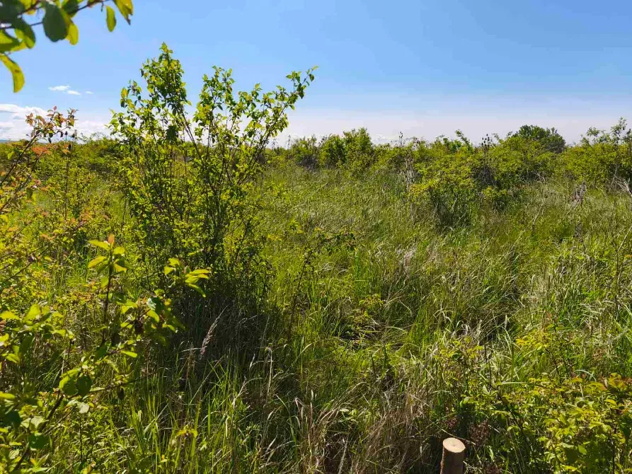 Продаж земельної ділянки Для сільськогосподарської діяльності площа 8 сот Польова Кінчеш - фото 12