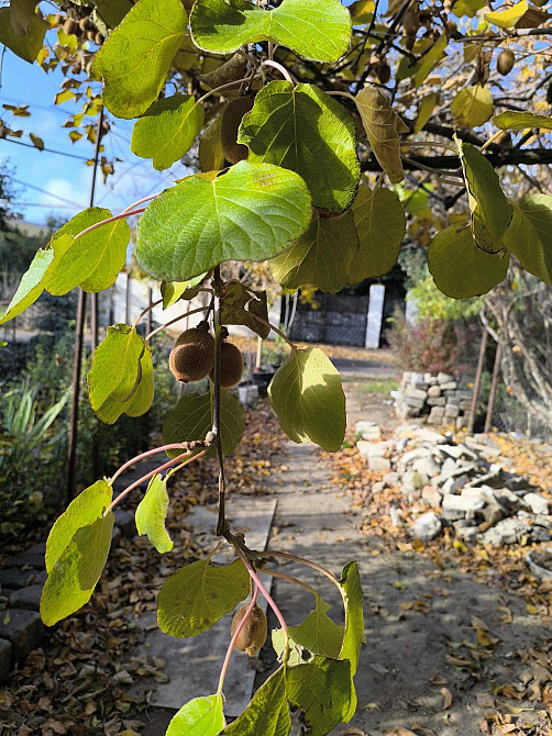 Продается участок с домом с ландшафтным дизайном на Таирова Odessa - photo 11