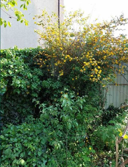 Дом на Королева. Одеса - фото 11