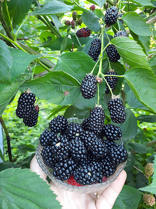 Продам дом на Даче Ковалевского на просторном участке! Одесса - изображение 14