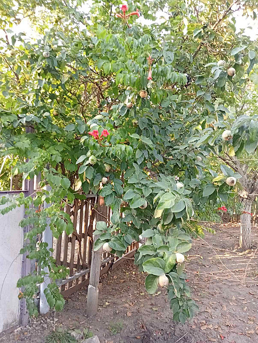 Продам дачу на берегу Хаджибеевского лимана (35 км от Одессы) Єгорівка - фото 16