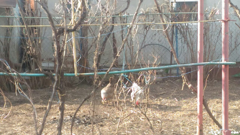 Продаж земельної ділянки 0.1 соток на ул. Вишневая, 9 Sukhyi Lyman - photo 10