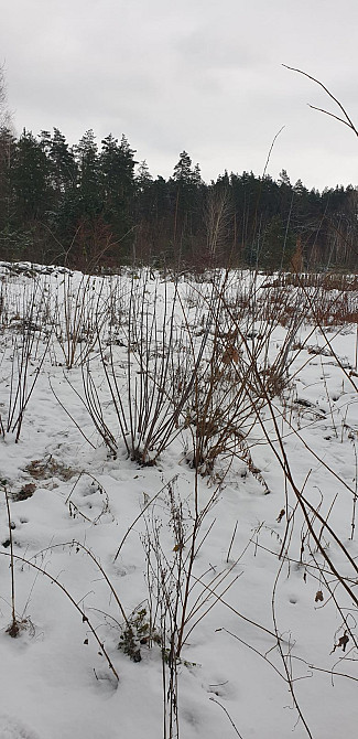 Продаж земельної ділянки 10 соток на Зарічани(в лісі) Zhytomyr - photo 1