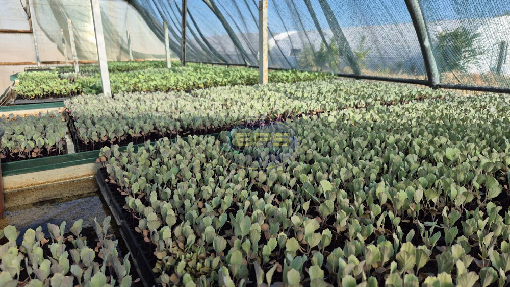 Продаж земельної ділянки 4.63 га Олександрівка - фото 1