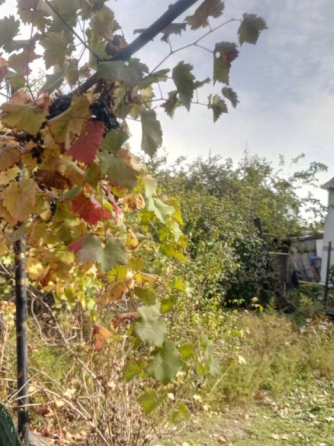 Продаж земельної ділянки 8 соток на ул. Вице-Адмирала Жукова, 1 Нерубайське