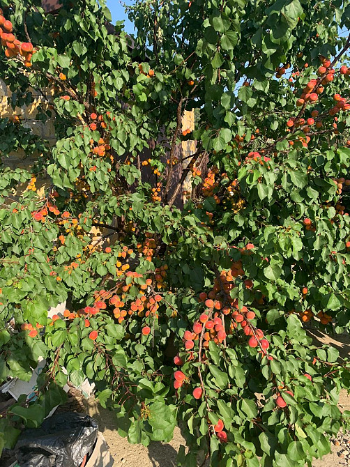 Предлагается к продаже уютный, одноэтажный частный дом в ближайшем пригороде Одессы Велика Балка - фото 10