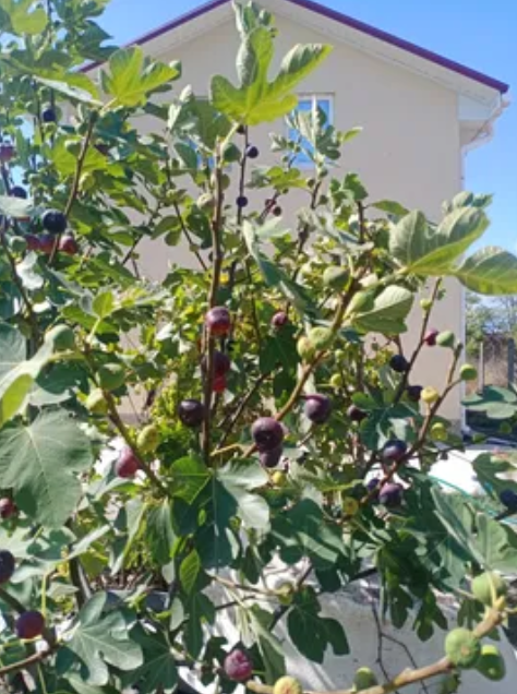 Продаж Будинок 4-кімнатний на ул. Путейская СТ Связист, 84а  - фото 12