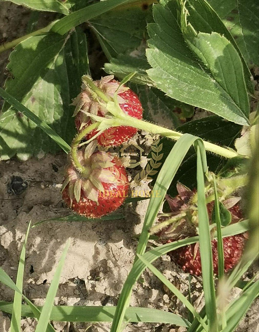 продам дачу с.Гвоздів.,Обухівського району Krenychi - photo 9