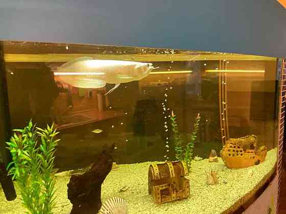 Оренда Квартира 1-кімнатна, 16/16 поверх на Бажана, 26 Київ