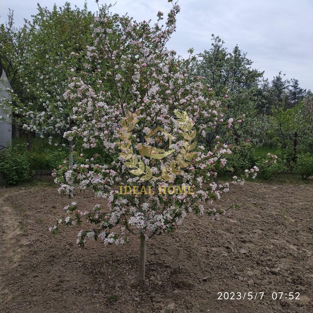 Продам дачу біля села Кощіївка Фастівського району  - фото 10