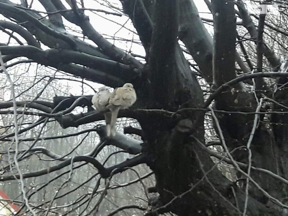 Продаж земельної ділянки 9 соток на Джерельна Vinnytsya - photo 2