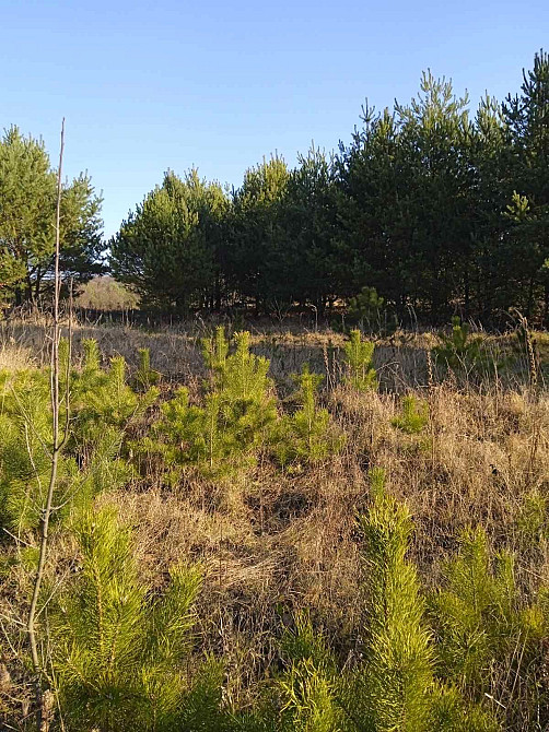 Продаж земельної ділянки 8 соток на вул. Цунів Horodok - photo 3