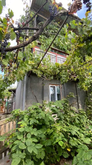 Продам дом в с.Александровка (Лиманский р-н, 5 км от Одессы) Dobrooleksandrivka - photo 12