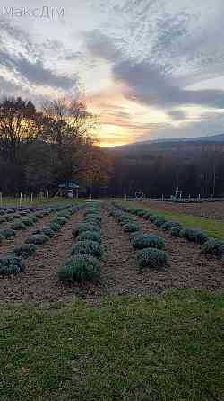 Продаж Будинок Stopchativ