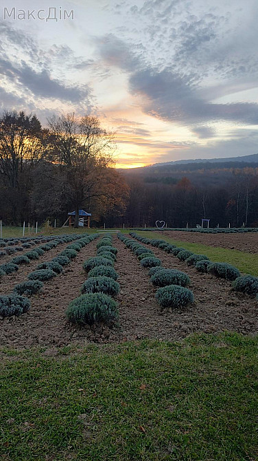 Продаж Будинок Stopchativ - photo 6