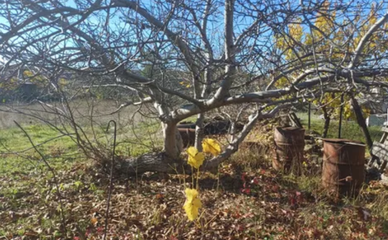 Продаж Будинок 1-кімнатний на ул. Балтовская, 21а Дачне - изображение 4