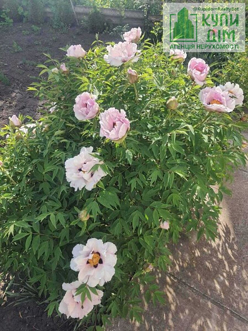 Продам будинок 2,5 поверхи центр (Ціна в євро) Кропивницький - фото 6