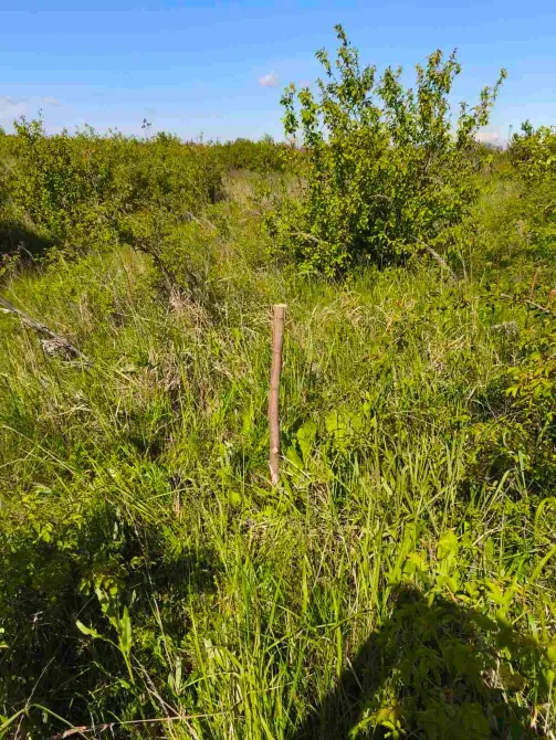 Продаж земельної ділянки Для сільськогосподарської діяльності площа 8 сот Польова Кінчеш - фото 7