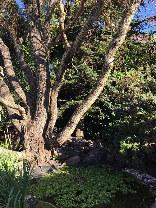 Продаж земельної ділянки 0.1 соток на переулок Зоряний, 6 Нерубайське - фото 2