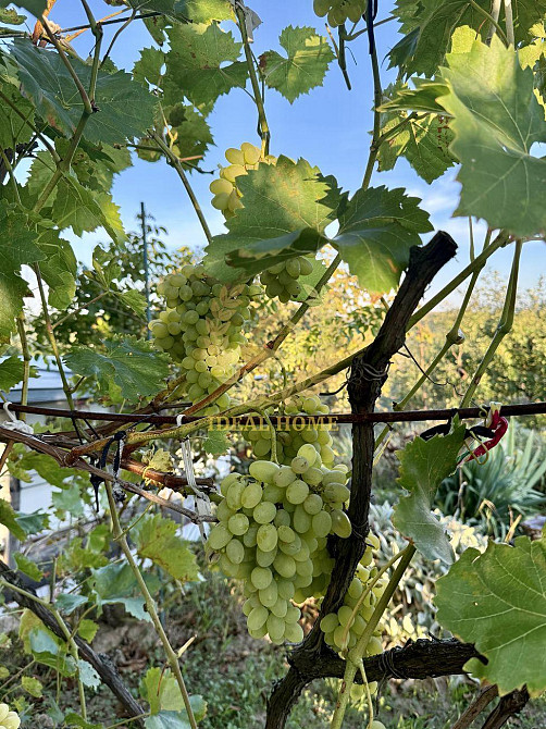 Продам дачный дом Ходосівка, Грушева вул. Ходосовка - изображение 11