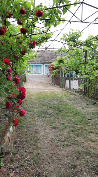 Продам дом в с.Красная Горка (Одесская обл., Беляевский р-н) Chervona Hirka - photo 7