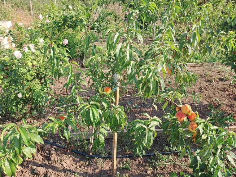 Продам дачу на берегу Аджалыкского лимана (Новодофиновские дачи) Нова Дофінівка - фото 11