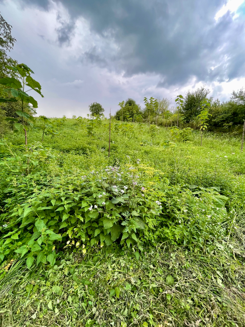 Продаж 1-поверховий Будинок з ділянкою 65 сот 57.2 кв.м 2 кімн. на Вулиця Весняна 32а Підліски - фото 9