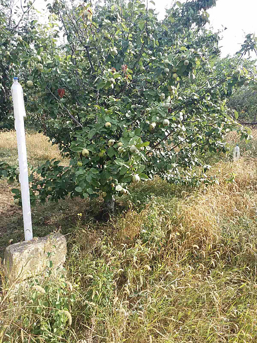 Продам участок с домиком в селе Малое Мале - фото 4