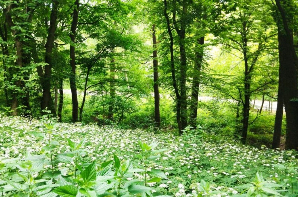 Продаж земельної ділянки 10 соток на Лисогірський узвіз Kiev - photo 2