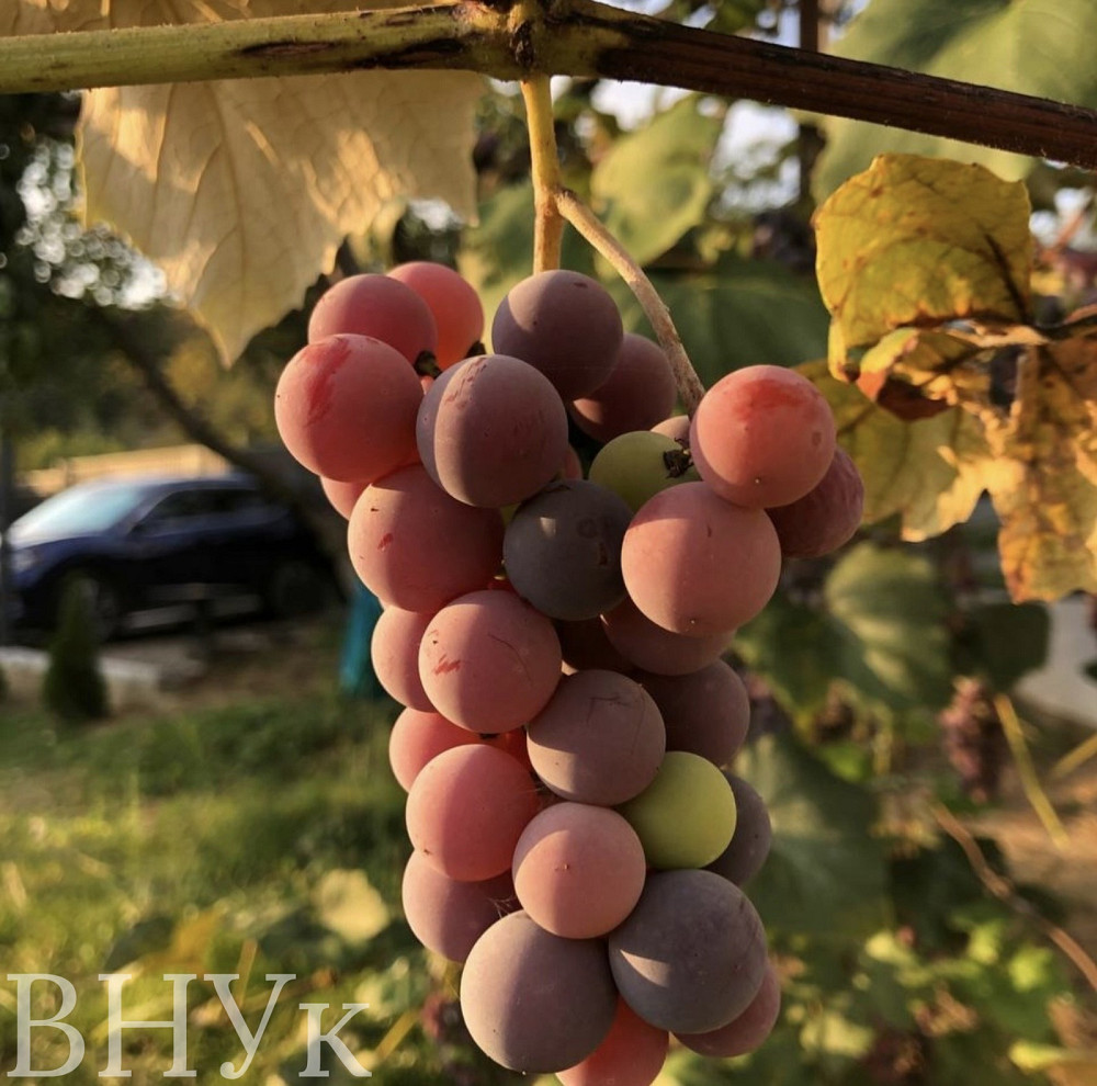 Продаж Будинок на Оноківська Uzhhorod - photo 18