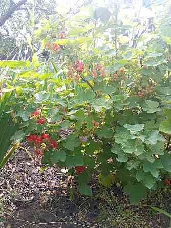 Терміновий продаж Кропивницький