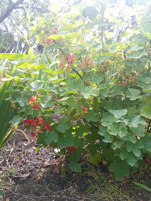 Терміновий продаж Кропивницький - фото 5