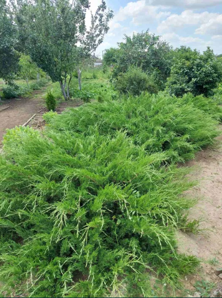 Продам дом в Кремидовке (30 км от Одессы) Кремидівка - фото 9