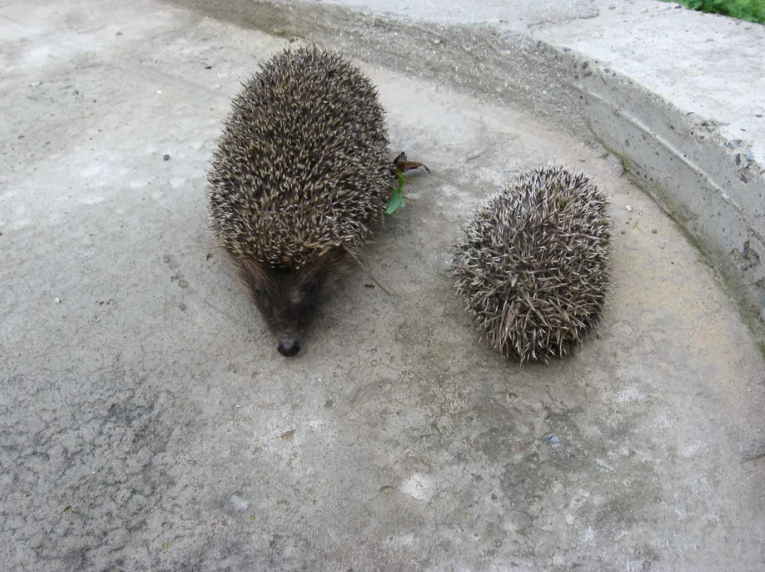 Продам дачу на берегу Б.Днестровского лимана Moloha - photo 12