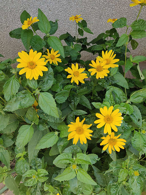 Шикарный  2-х этажный дом 412 кв.м. у моря . Одесса - изображение 15