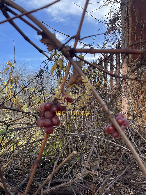 Продам дачу в Великій Бугаївці  - фото 6
