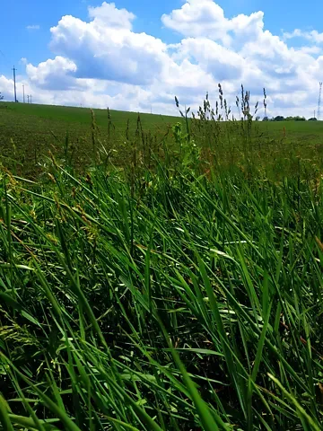 Продажа земельного участка  площадь 46 сот Лісова вулиця  - изображение 2