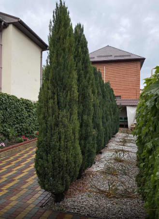 Одноэтажный дом на Чубаевке. Одеса - фото 4