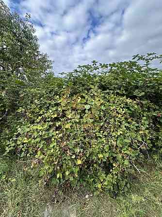 Продаж земельної ділянки 6 соток на Садовая ул., 1 Ясногородка (Вишгородський район)