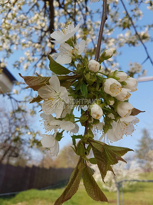 Продаж Будинок 5-кімнатний на вул. Конституції Мерефа  - изображение 13