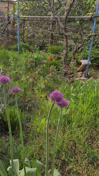 Продам дом в селе Красносёлка / Светлое, 5 км. от Одессы Красносилка - изображение 17