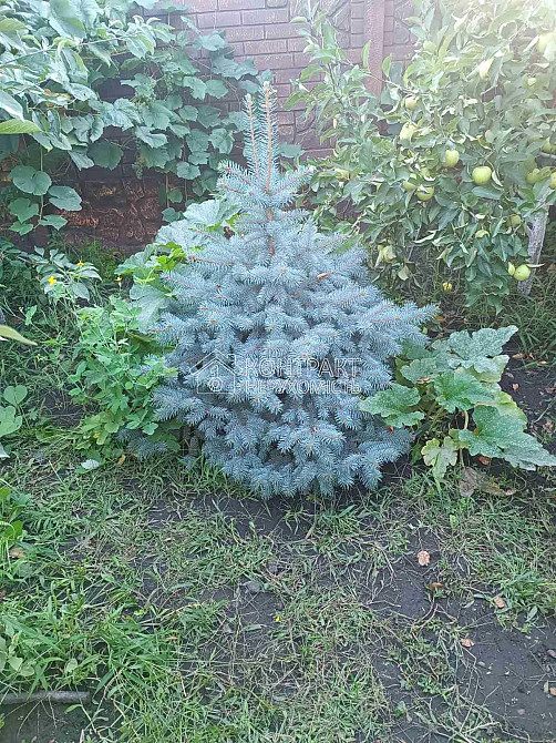 Продаж Будинок 3-кімнатний на вул. Буковинська Kharkiv - photo 14