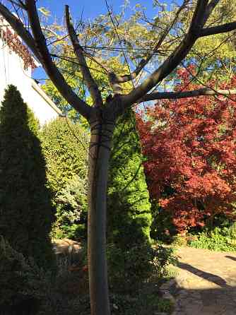 Продаж земельної ділянки 0.1 соток на переулок Зоряний, 6 Нерубайське