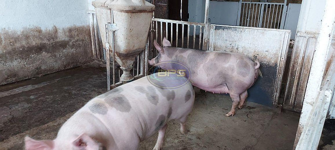 Продаж приміщення вільного призначення Доброолександрівка - фото 13