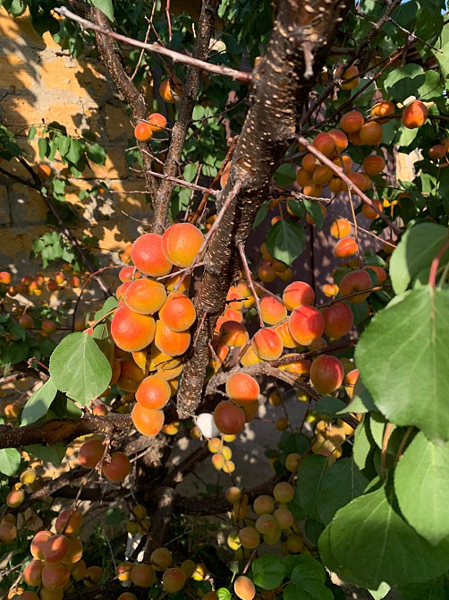 Предлагается к продаже уютный, одноэтажный частный дом в ближайшем пригороде Одессы Велика Балка - фото 14