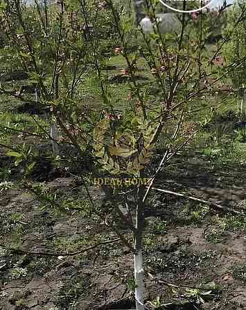 Продаж Будинок 3-кімнатний на Киевская ул. Ксаверовка